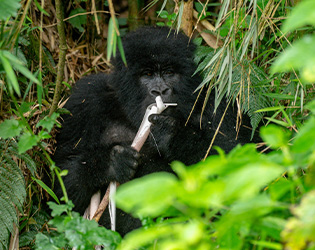 wildlife tours in Uganda