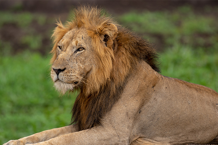 4 Days Queen Elizabeth Wildlife Safari