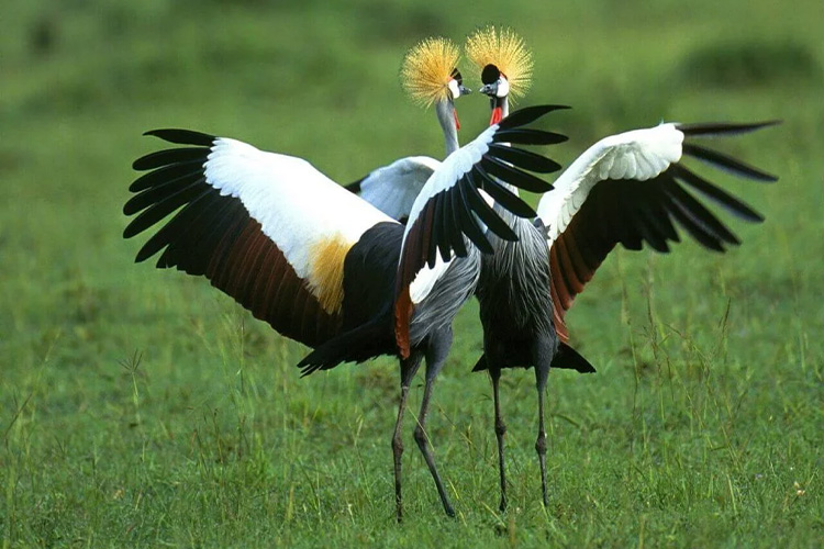 8 Days Uganda Birding Safari