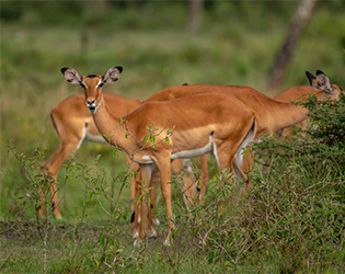 wildlife tours in Uganda