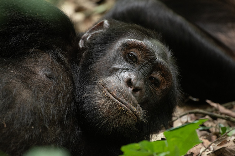 3 Days Chimpanzee Trekking Safari