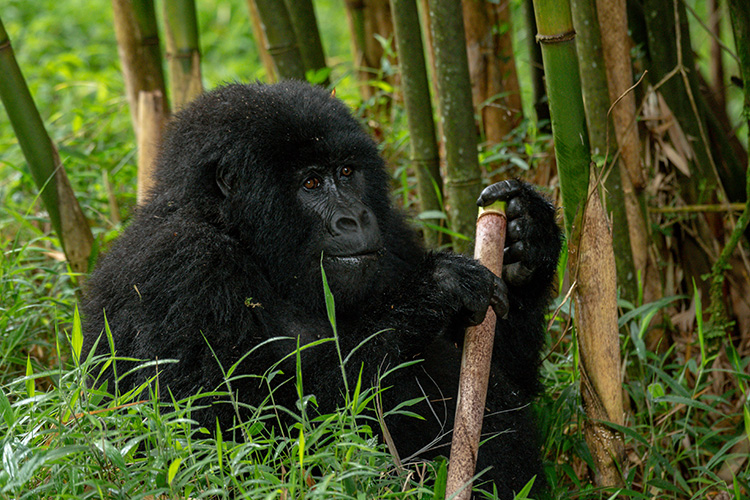 3 Day Uganda Gorilla Trekking Tour