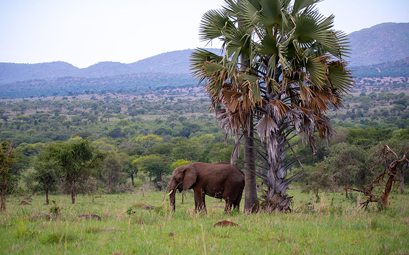 5 Days Kidepo National Park Safari