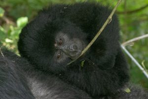 6 Days Uganda Gorilla And Wildlife Safari