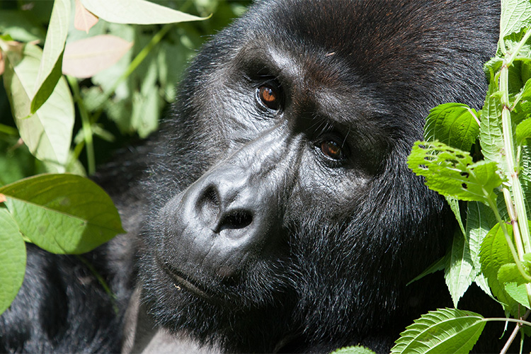 9 Days Uganda Culture and Gorilla Safari