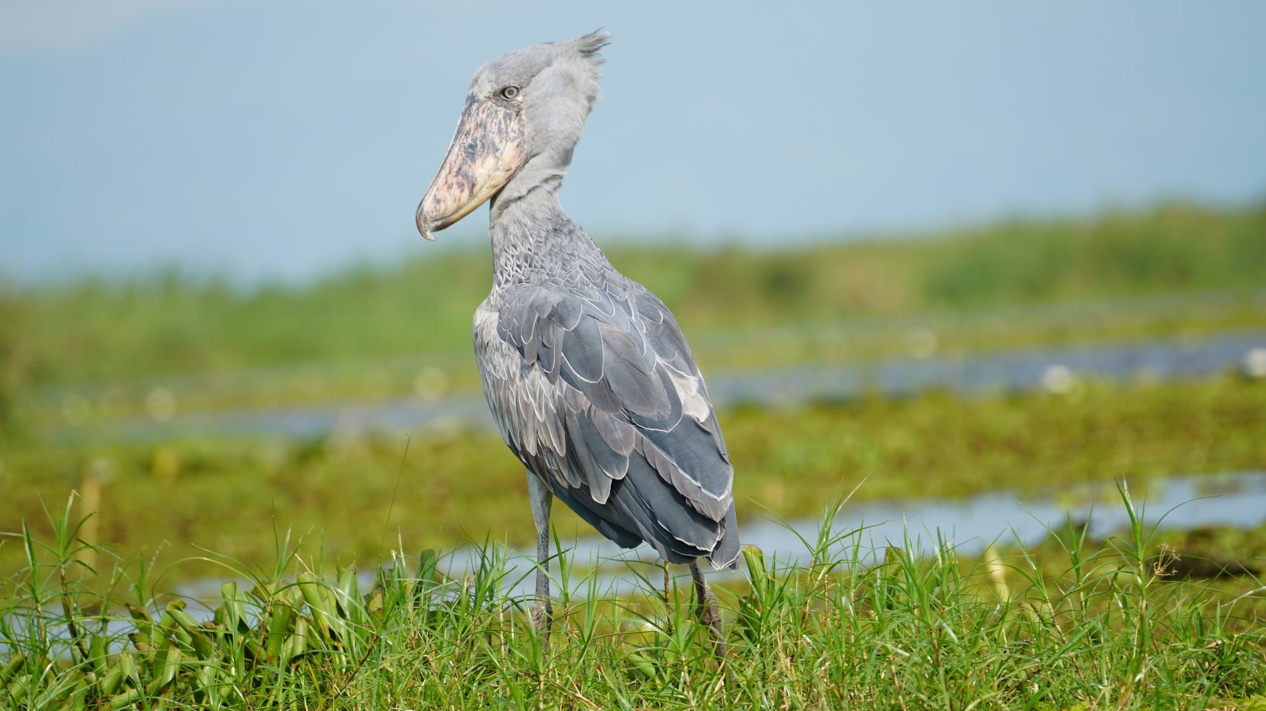 7 Days Birding in Uganda