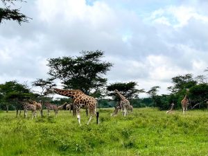 uganda safaris