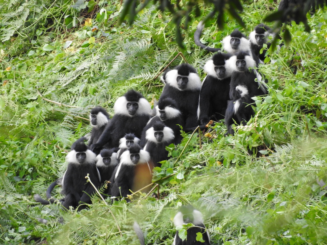 Nyungwe Forest National Park - Frero Adventures