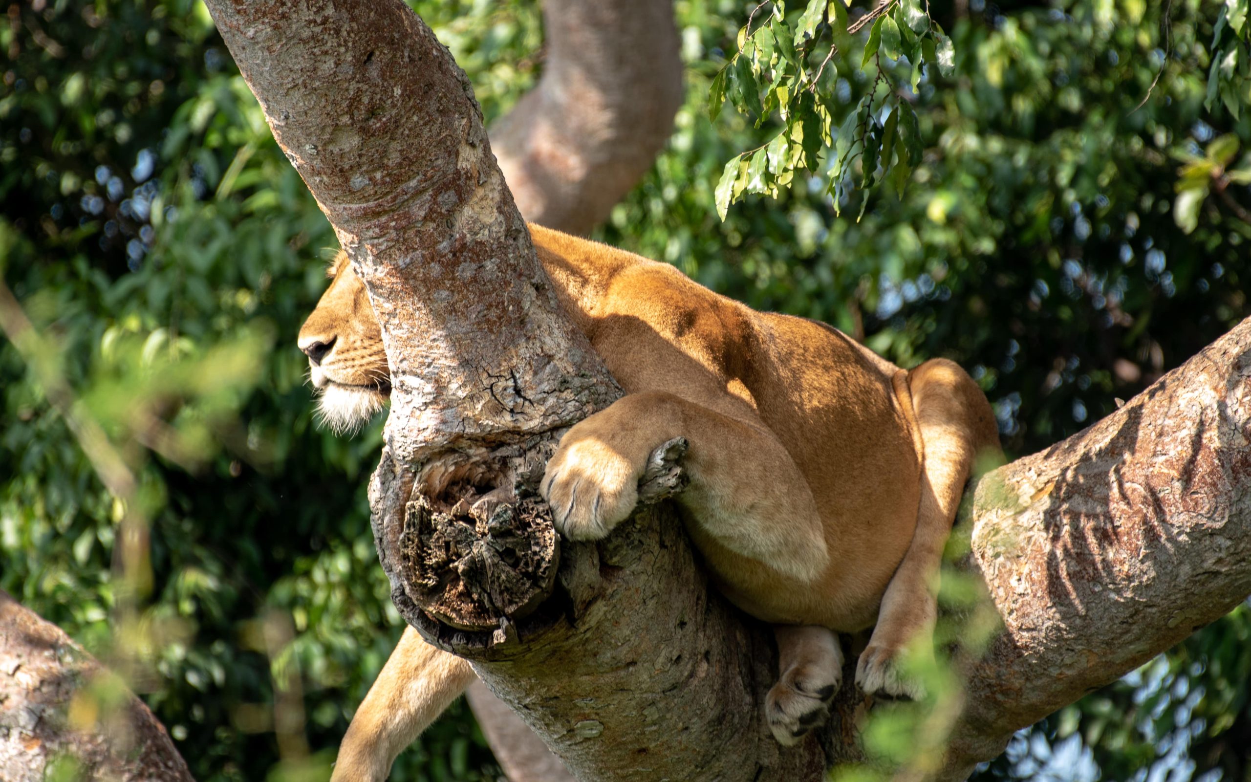 wildlife tours in Uganda