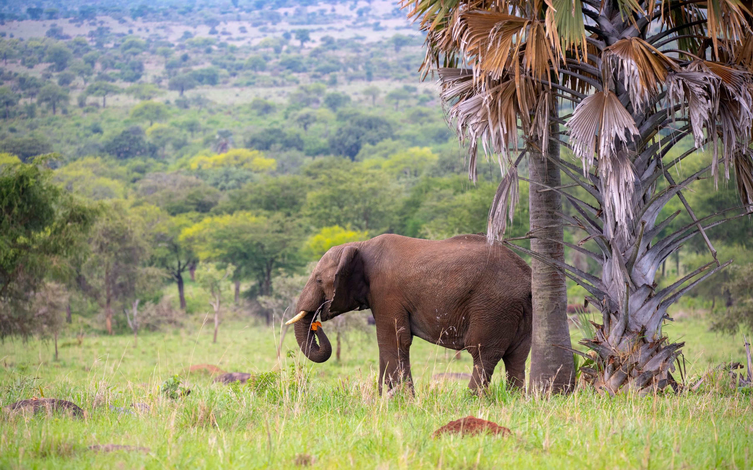 4 Days Kidepo National Park Safari