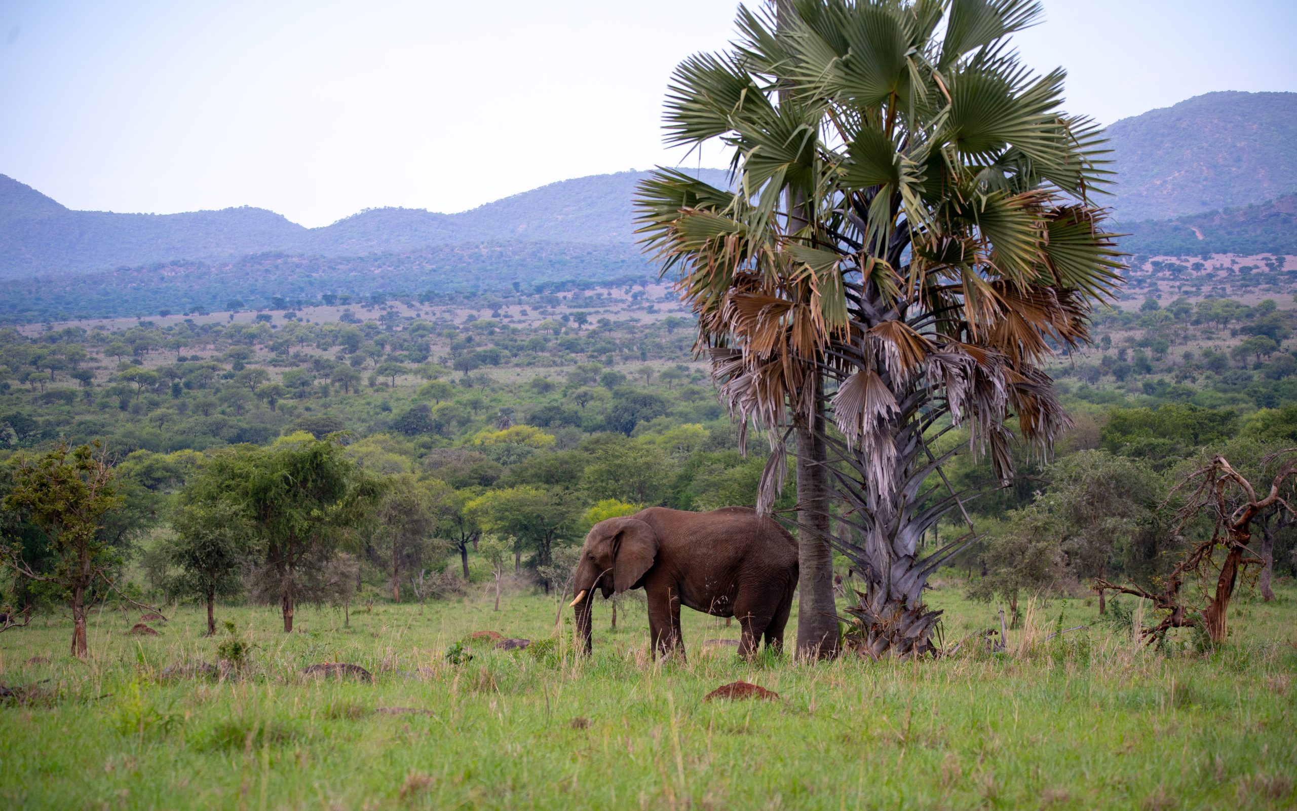 5 Days Kidepo National Park