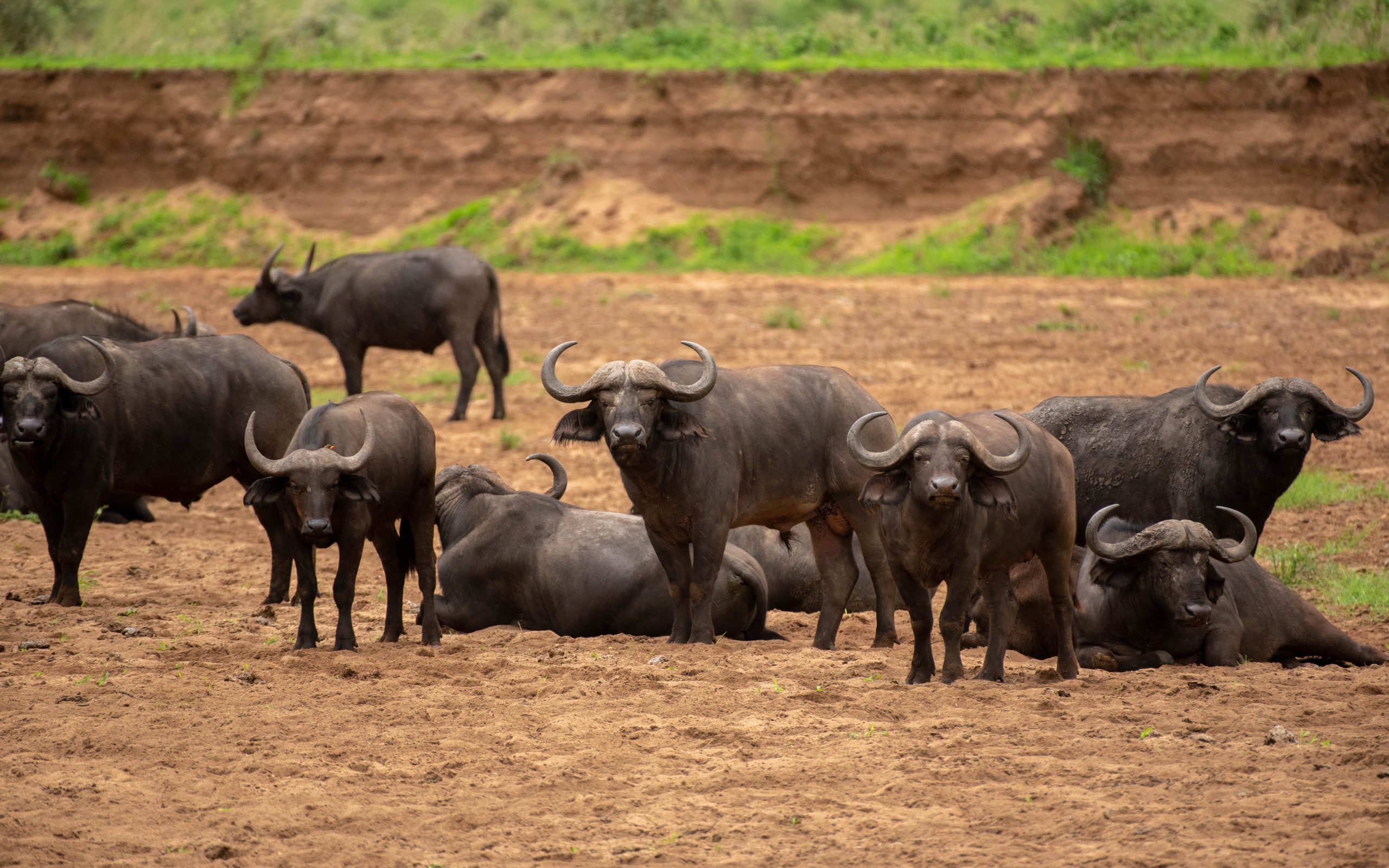 5 Days Kidepo National Park