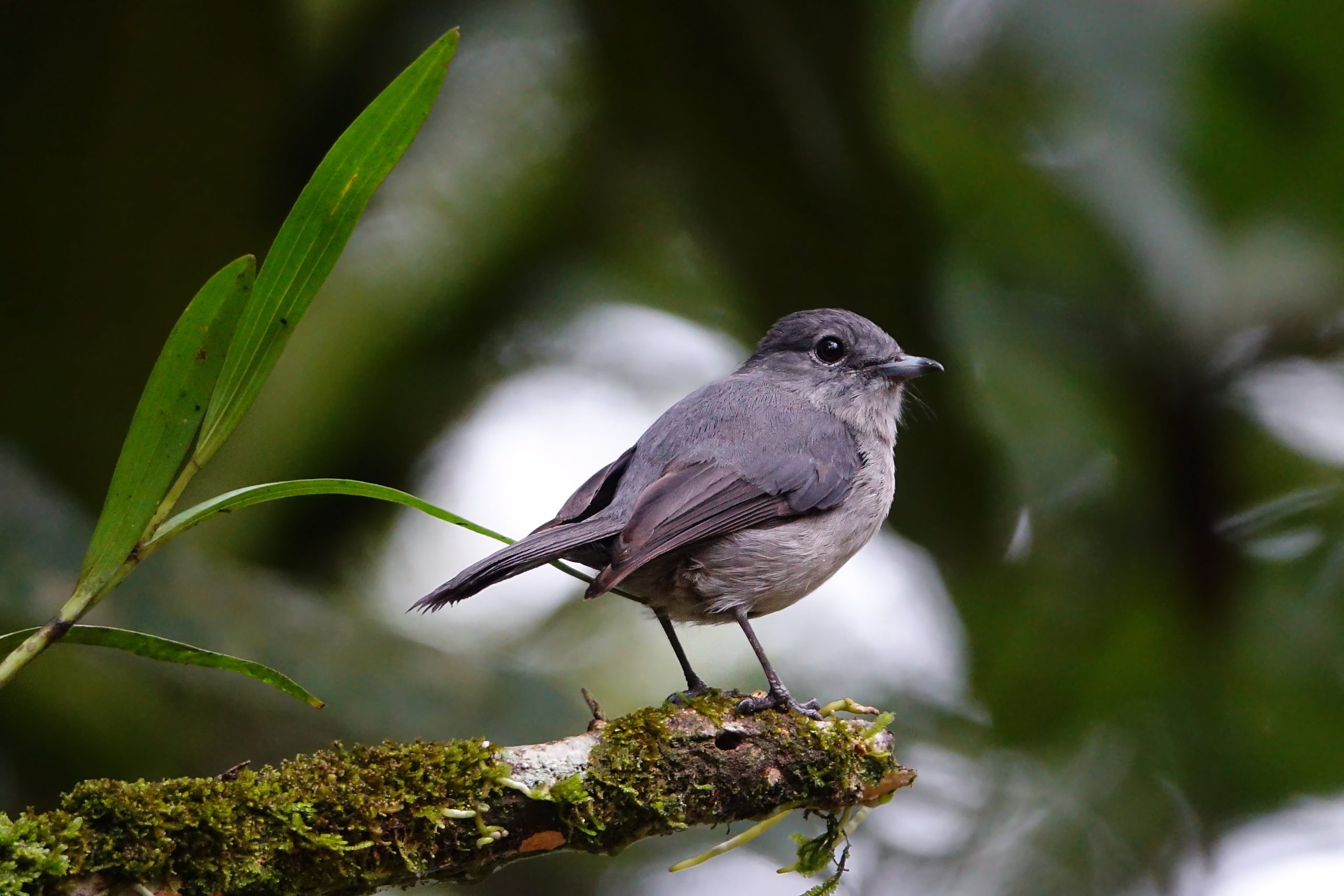 3 Days Lake Mburo Birding Safari