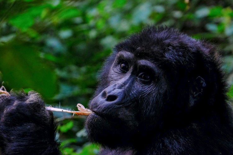 8-Day Rwanda Gorillas, Chimps and Akagera Safari Tour