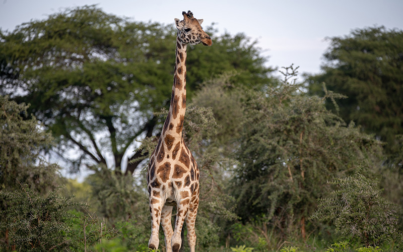 4 Days Kidepo National Park Safari