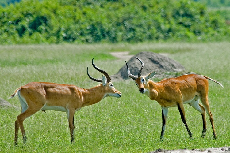 14 Days Best of Uganda Wildlife Safari