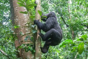 3 Days Rwanda Gorilla Tour