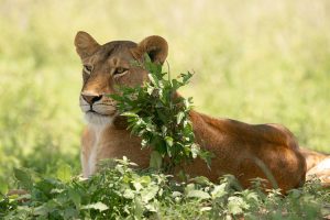 5 Days Uganda wildlife Tour