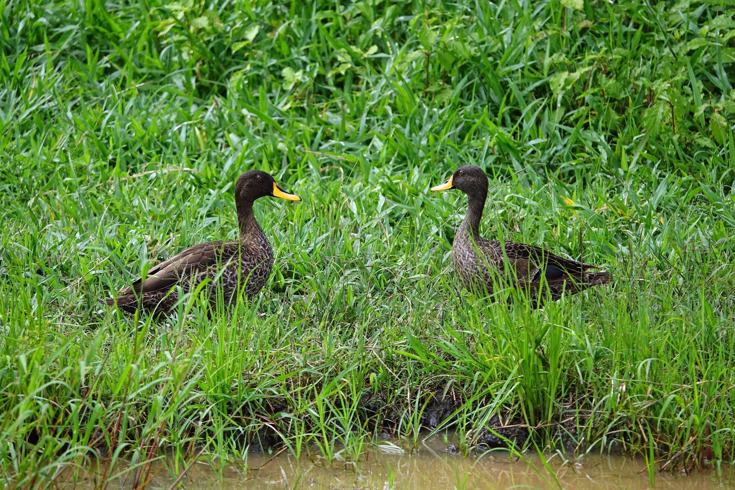 7 Days Birding in Uganda