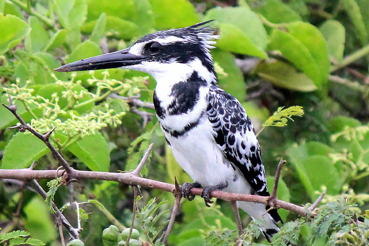 7 Days Birding In Uganda