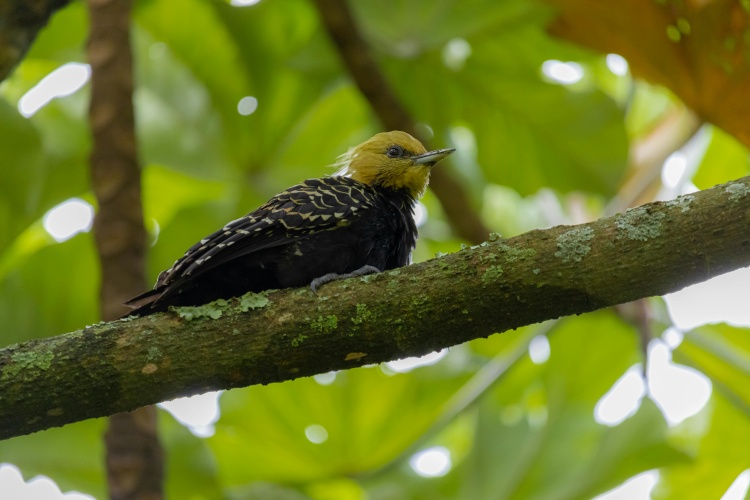 12 Days Birding and Primate Safari in Uganda